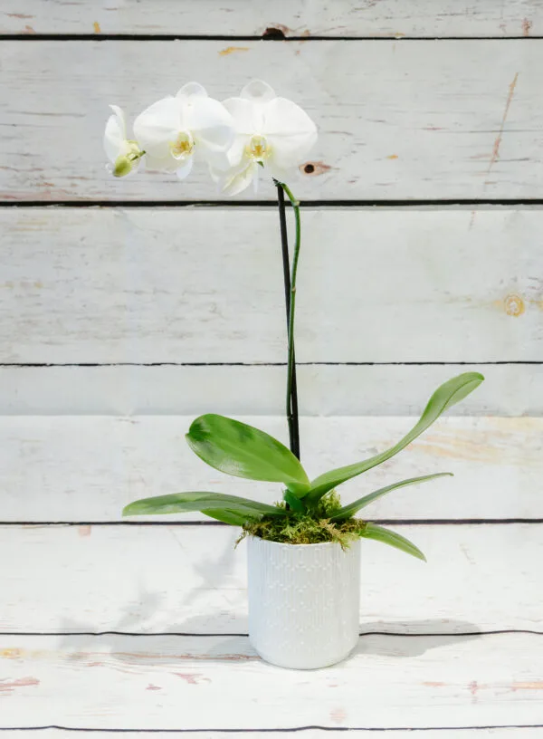 Phalaenopsis Moth Orchid