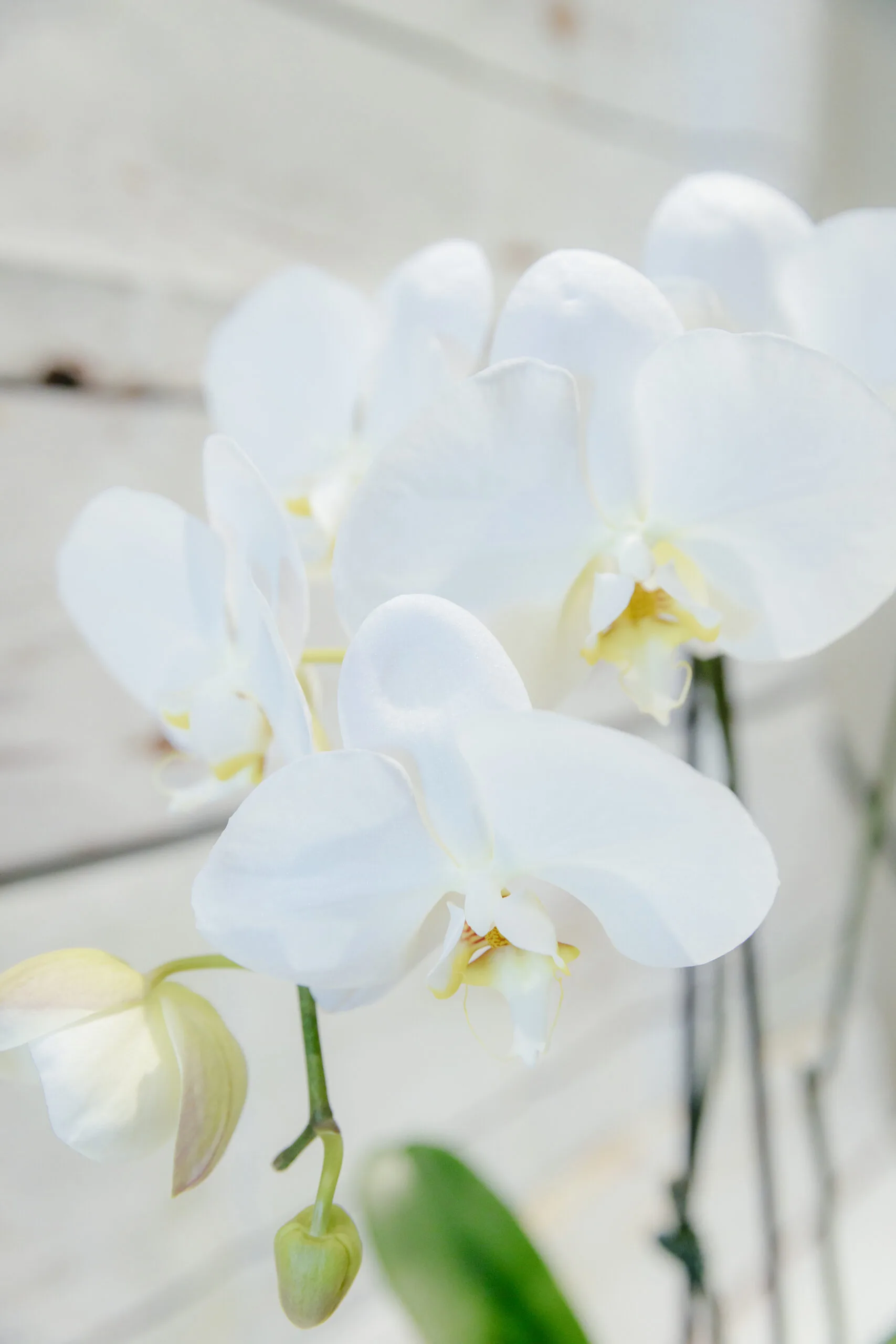 Phalaenopsis Moth Orchid - Image 5