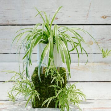 Chlorophytum - Spider Plant