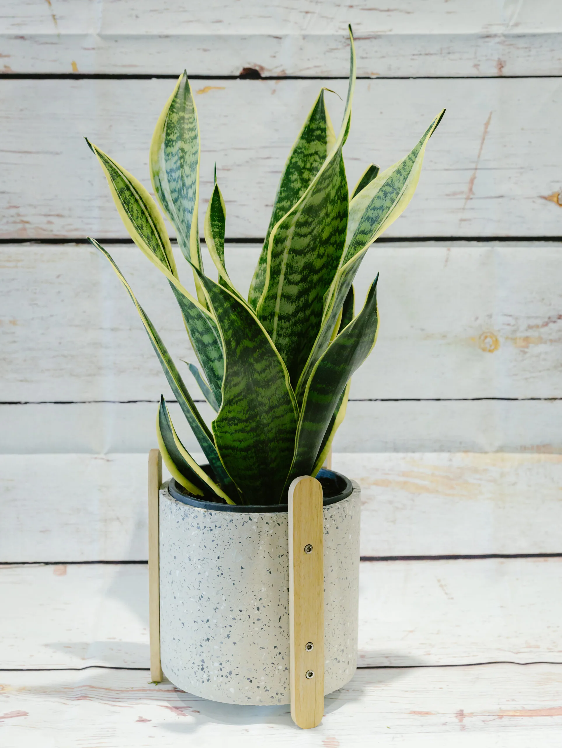 Sansevieria Snake Plant