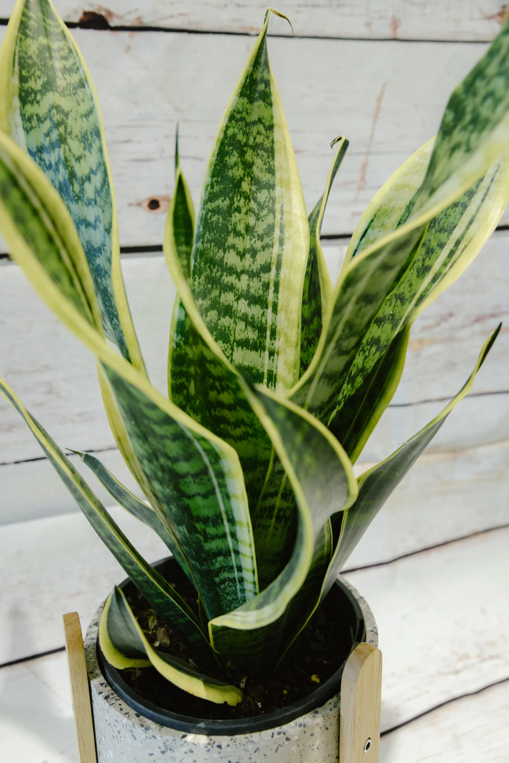 Sansevieria Snake Plant - Image 2