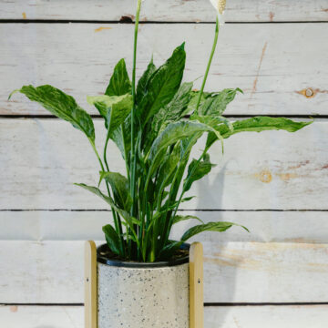 Tranquil Peace Lily