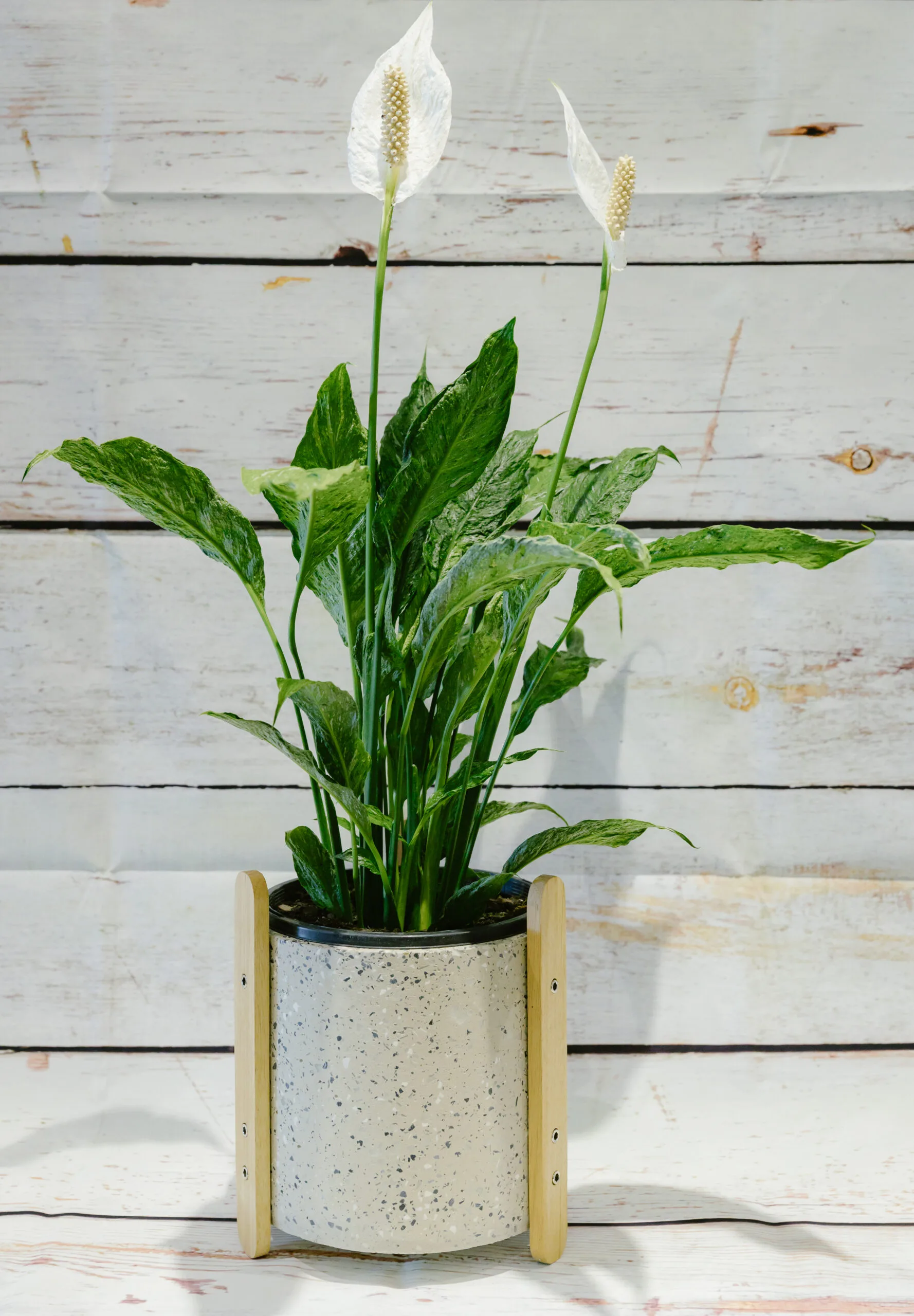 Tranquil Peace Lily