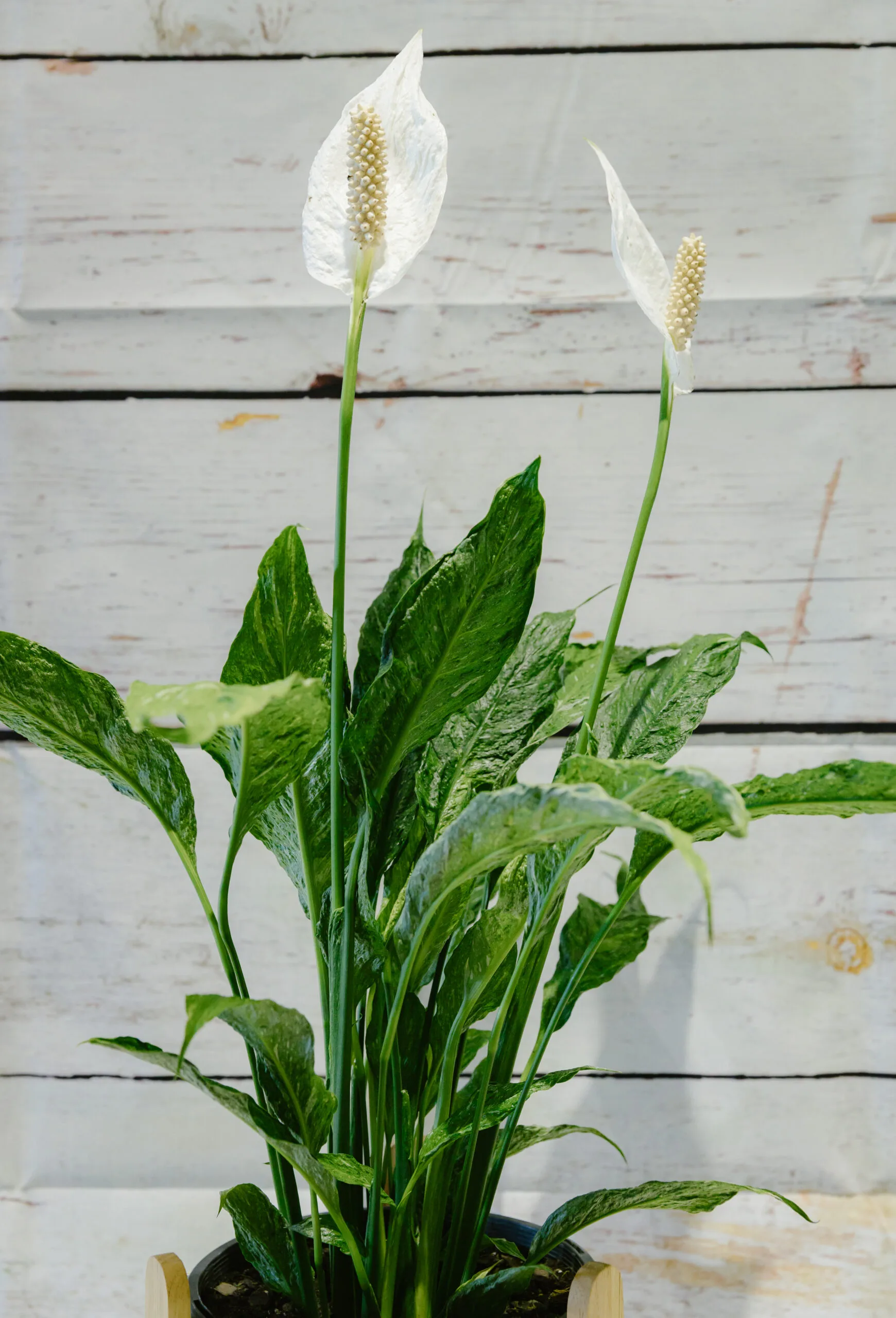 Tranquil Peace Lily - Image 2